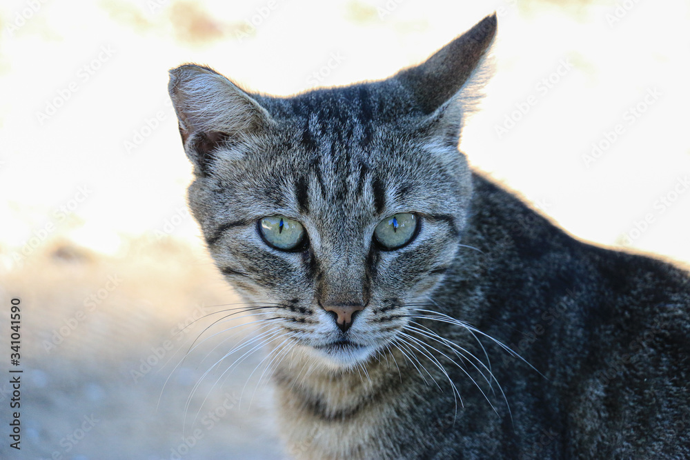 Emotional cats from the Greek islands