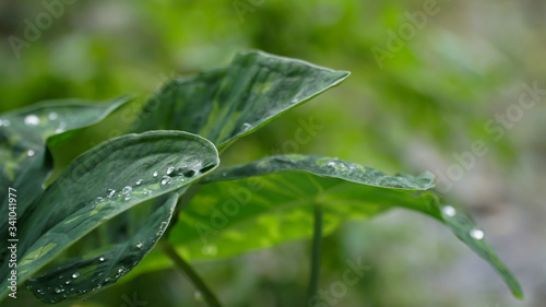 Green ornamental Taro leaf with water drops