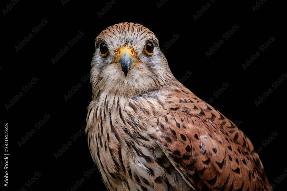 Close-up of a kestrel (Falco tinnunculus) isolated on black background