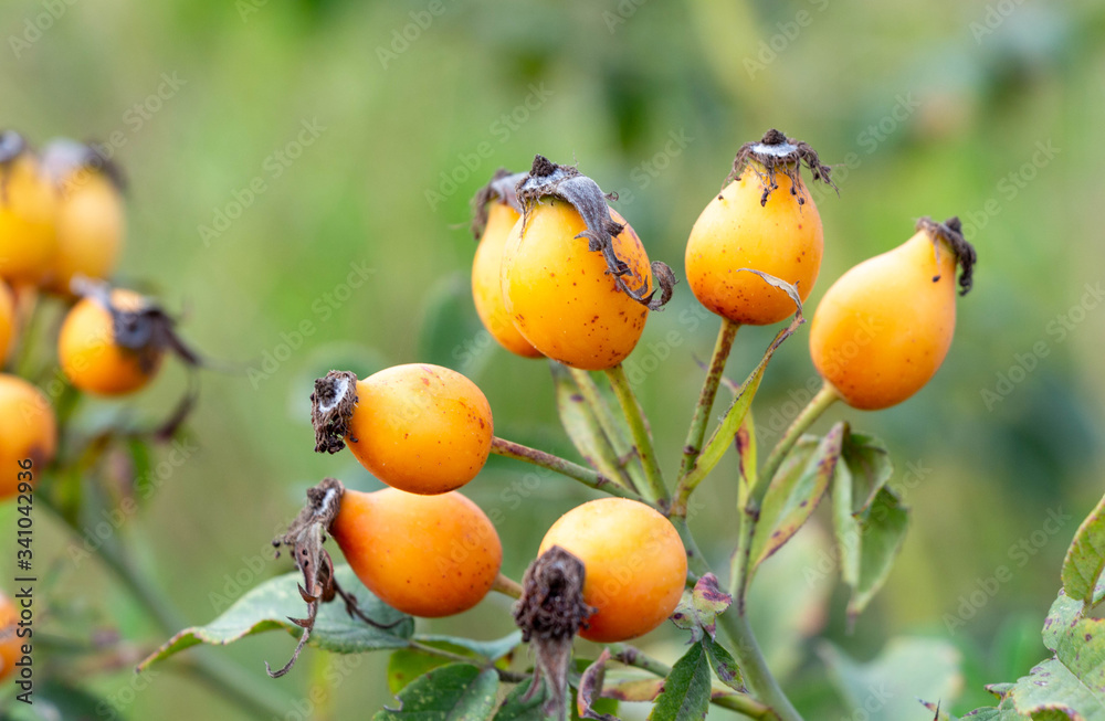 Close up wild rose hips bush in nature with bright wild rose or dog rose berries or fruits for a healthy eating on branches or twigs on the background of Autumn sun shining. Close up wild rose hips bush in nature with bright wild rose or dog rose berries or fruits for a healthy eating on branches or twigs on the background of Autumn sun shining.
