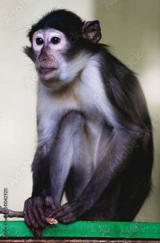 Close up of Puppy of WHITE NAPED MANGABEY on conservation center