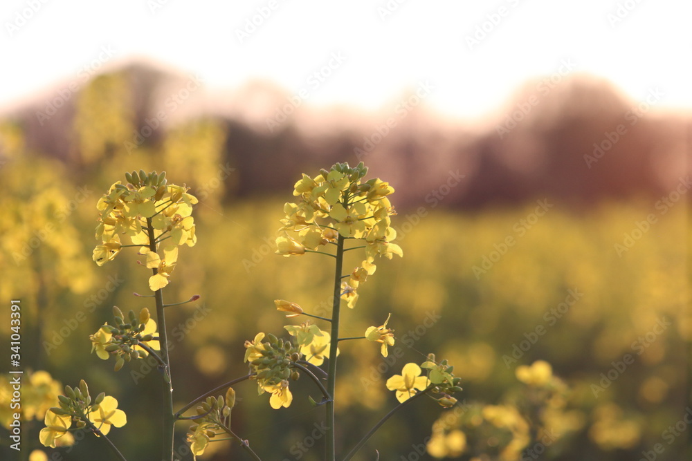 Obraz premium Rapsblüten vor Sonnenuntergang
