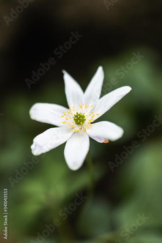A Macro of a White Petal Flower in the Countryside