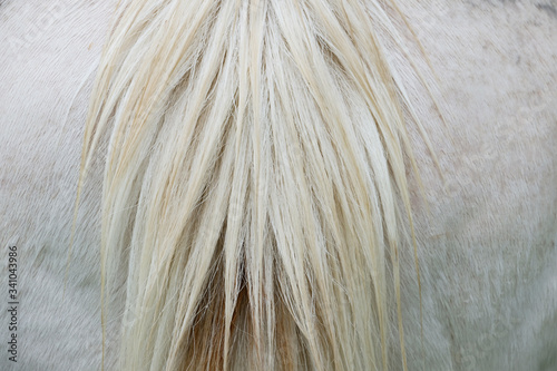 Bild auf Leinwand White horse tail close up, abstract view of animal hair texture.