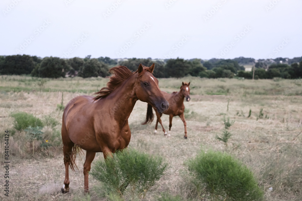 Horses running through rural pasture grass on farm.