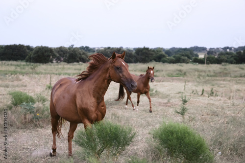 Horses running through rural pasture grass on farm.