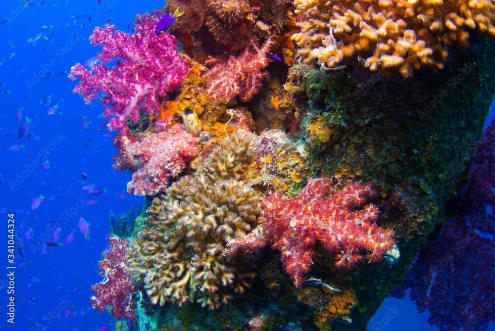 An abundance of soft coral growing out of a section of wreckage from one of the sunken ships in Chuuk Lagoon. An abundance of soft coral growing out of a section of wreckage from one of the sunken ships in Chuuk Lagoon.