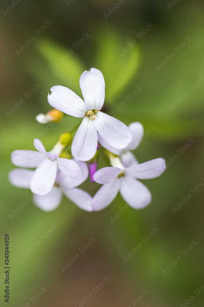 A Macro of a Bunch of White Petal Flowers in the Countryside A Macro of a Bunch of White Petal Flowers in the Countryside