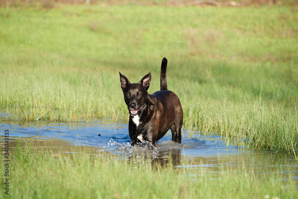 Happy dog in spring rural Texas landscape, playing in water outdoors.  Copy space on green pasture background.