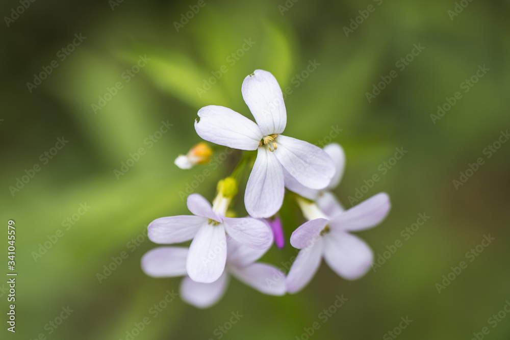 A Macro of a Bunch of White Petal Flowers in the Countryside A Macro of a Bunch of White Petal Flowers in the Countryside