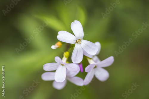 A Macro of a Bunch of White Petal Flowers in the Countryside