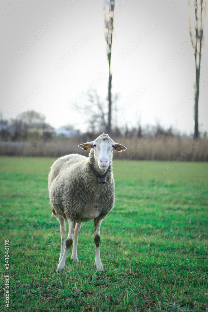 Obraz premium sheep on a meadow