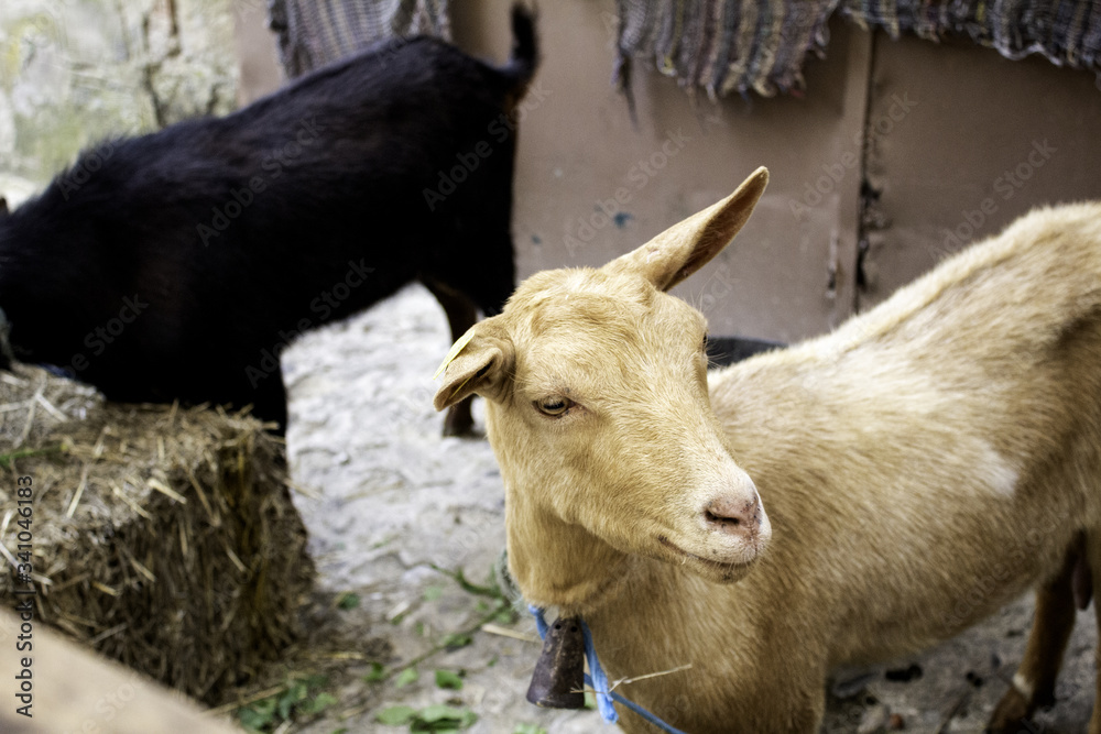 Goat in farm Goat in farm
