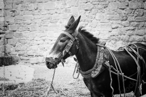Photography Donkeys on farm