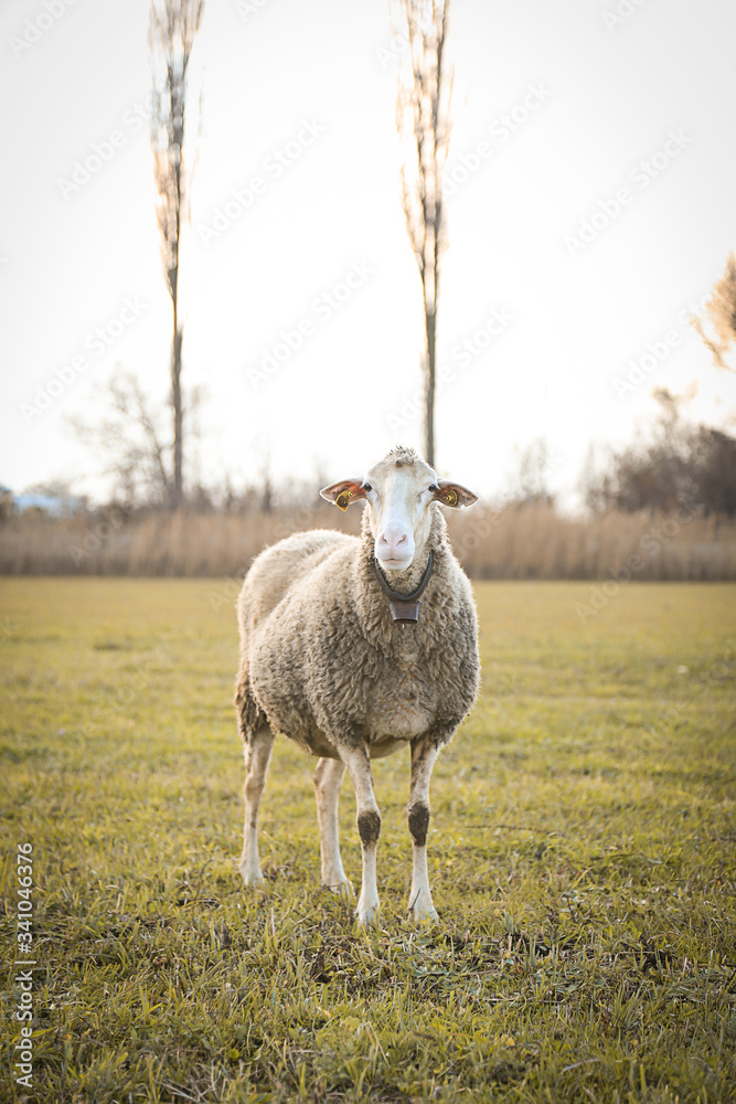 Obraz premium sheep on a farm