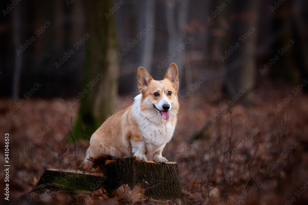 A Welsh Corgi Pembroke dog stands on a pin in the middle of the forest A Welsh Corgi Pembroke dog stands on a pin in the middle of the forest