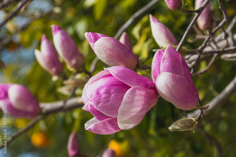 Blooming naked branches of pink magnolia tree. Magnolia flowers on a background of green foliage of a tropical orange garden. Close up Blooming naked branches of pink magnolia tree. Magnolia flowers on a background of green foliage of a tropical orange garden. Close up
