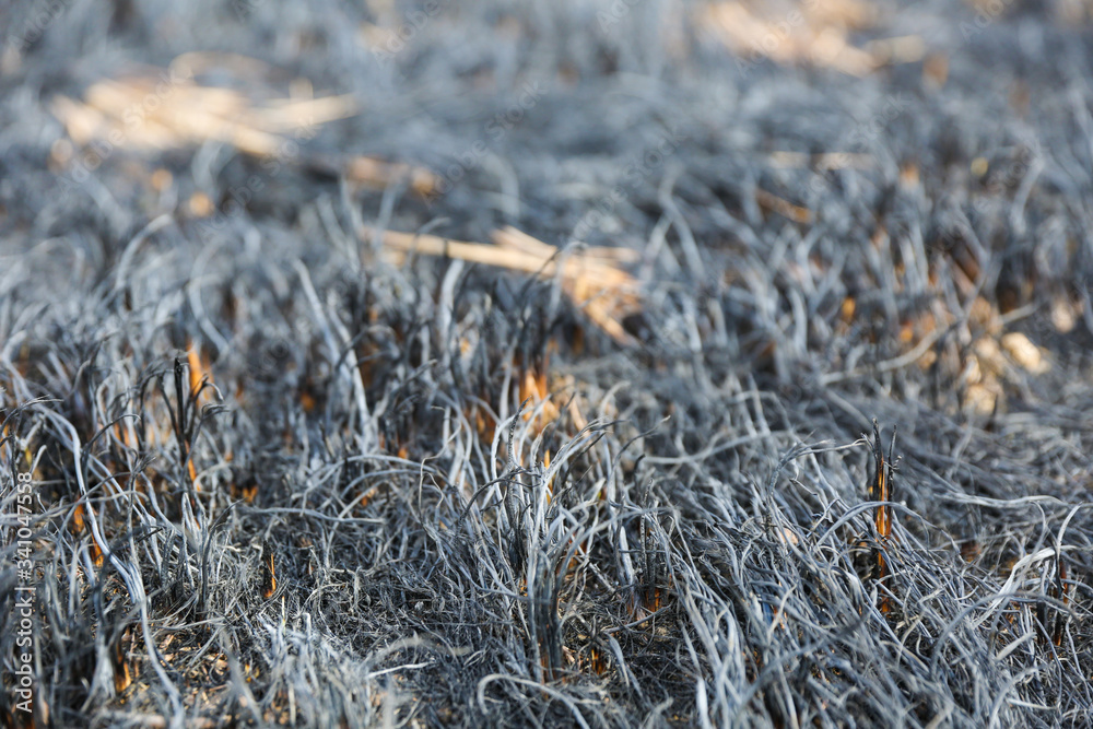 scorched grass on the field after a forest fire scorched grass on the field after a forest fire