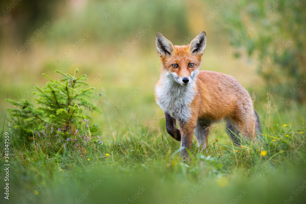 Lovely red fox, vulpes vulpes, facing camera with adorable eyes in green summer nature. Wild mammal approaching cautiously on grass from front view. Animal wildlife with copy space.