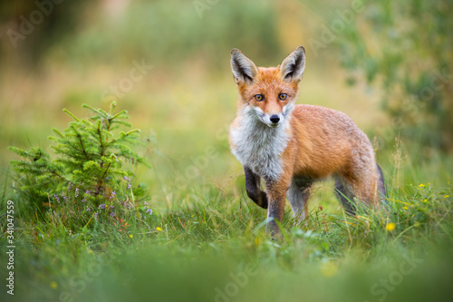 Obraz na płótnie Lovely red fox, vulpes vulpes, facing camera with adorable eyes in green summer nature. Wild mammal approaching cautiously on grass from front view. Animal wildlife with copy space. w salonie