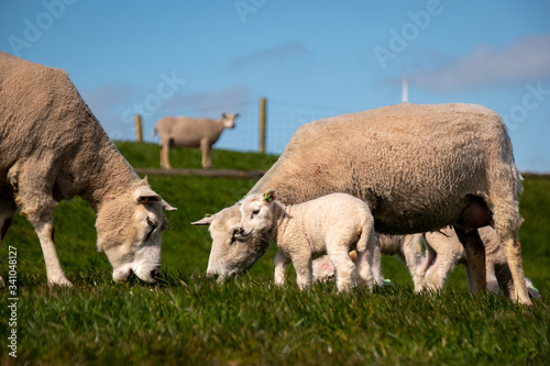 Obraz na plátně Lambs and Sheep on the dutch dike by the lake IJsselmeer,Spring views , Netherla