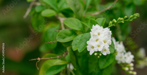 select focus bouquet white fresh flower blur green leave in garden background with copy space.