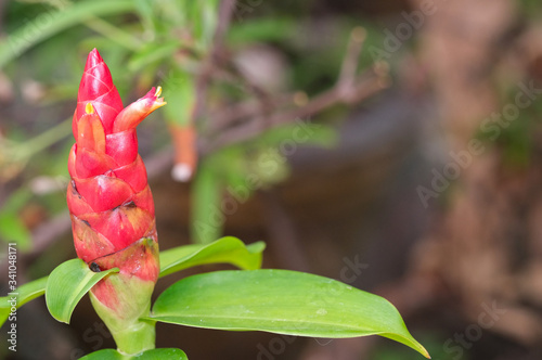 fresh red Costus spicatus flower macro with green leaves in botany garden with copyspace photo