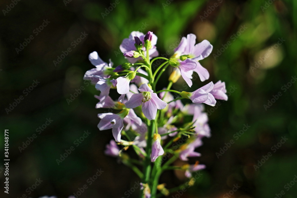 Wiesen-Schaumkraut (Cardamine pratensis) im Buchenwald Wiesen-Schaumkraut (Cardamine pratensis) im Buchenwald
