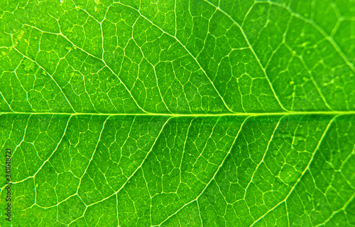 Green leaf with veins texture background.