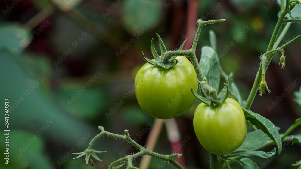 green tomatoes on a vine