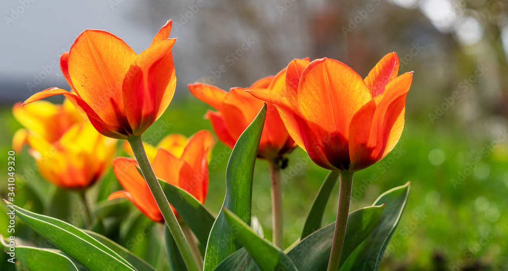 Tulpen Tulpen