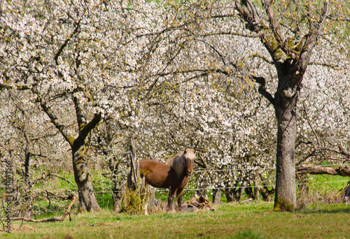 White and beautiful blooming cherry trees in a springtime landscape
