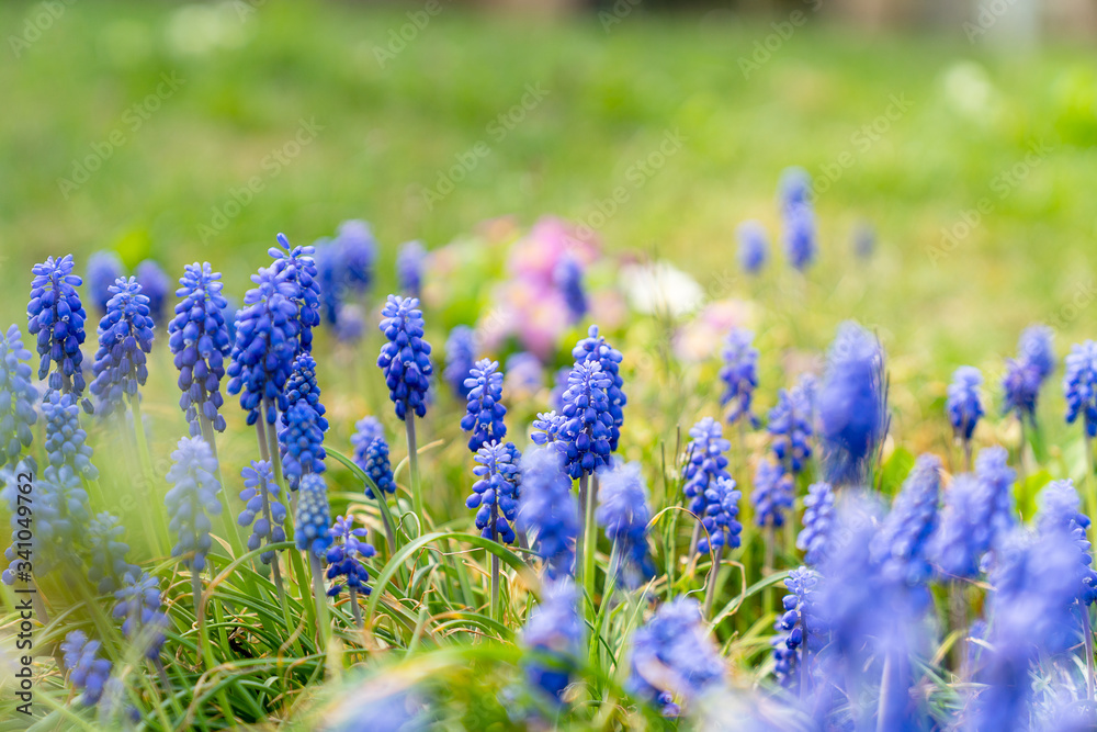 Obraz premium Blumenwiese
