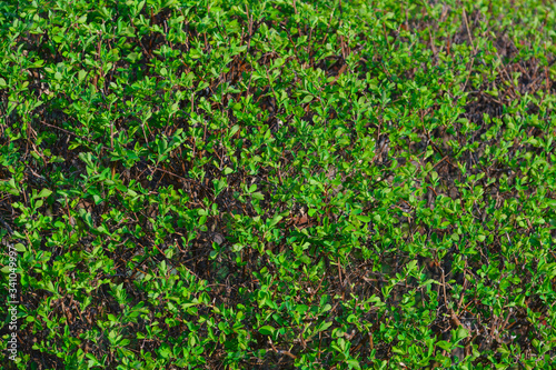 Green bush close-up, flowering