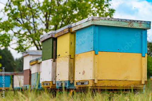 Coloured wooden beehives on meadow. Bees in flight © Vadim
