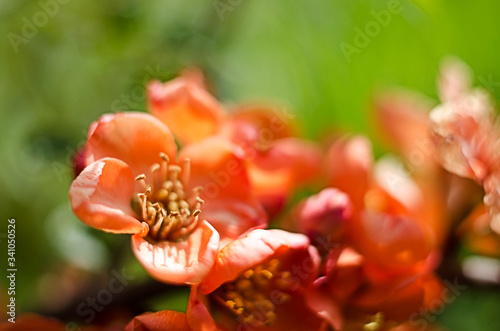 henomeles - Japanese quince blooms outdoors in spring photo