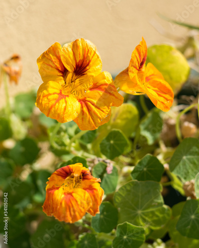 Spring on the balcony, nasturtium flowers