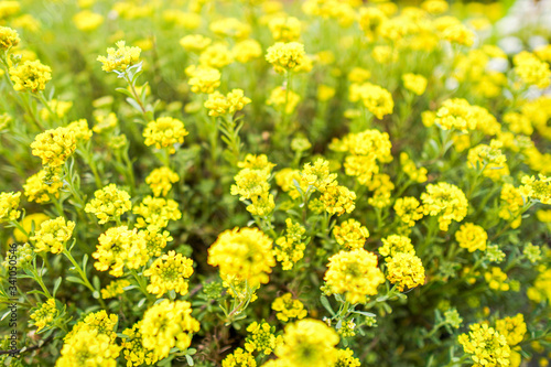 field of yellow flowers © mi_photo