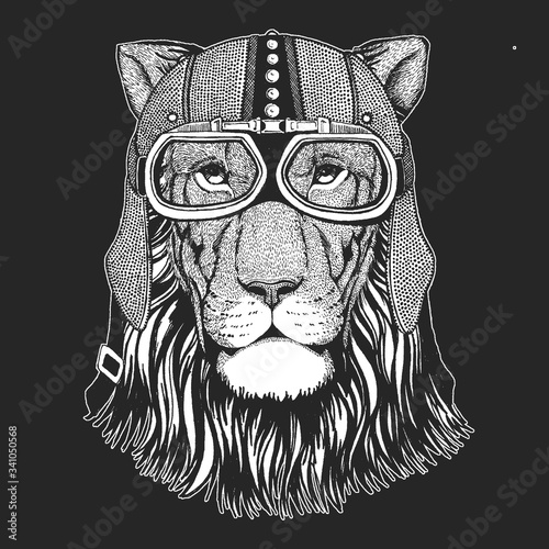 Lion head. Wild animal portrait. Vintage motorcycle leather helmet. Face of african cat.