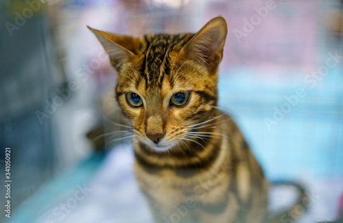 Bengal cat. Prionailurus bengalensis