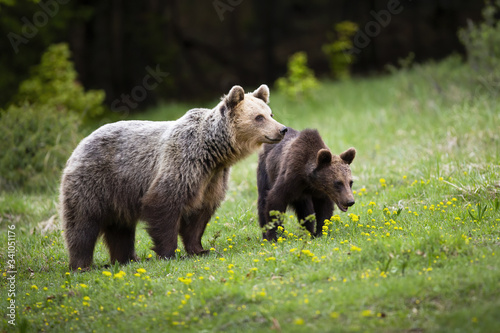 Harmonious bear family watching around on spring green meadow with yellow wildflowers. Furry creatures of Carpathian nature in tranquil scenery. Cub is protected by its mother in wilderness.