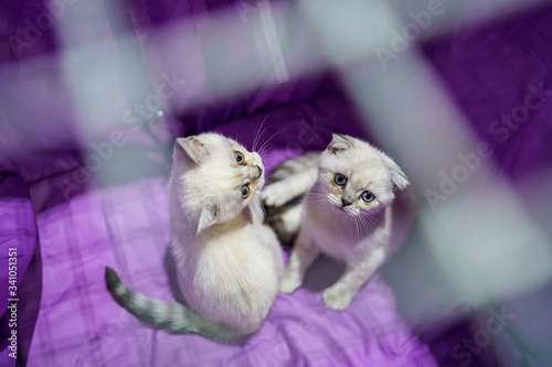 Two scottish kittens. Cute little kittens relax