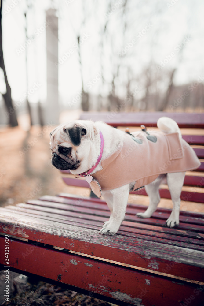 Cute puppy pug dog standing on a park bench outdoors.