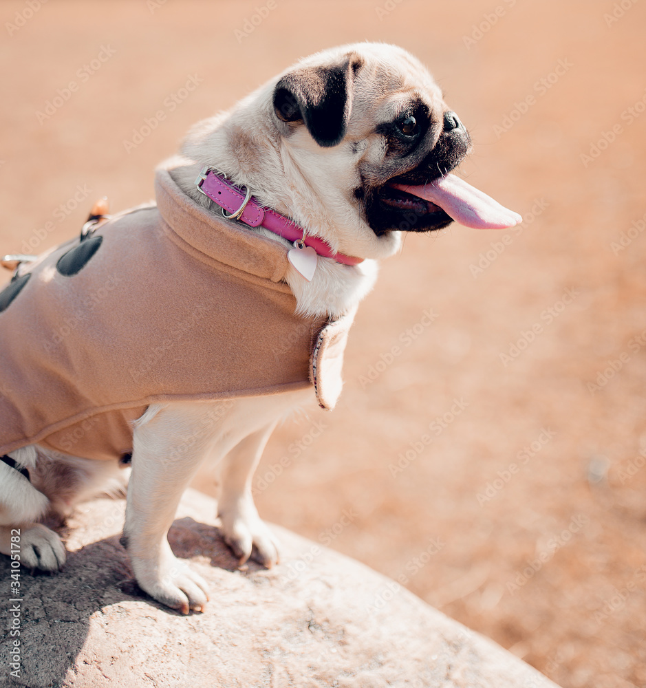 Portrait of beautiful cute female puppy pug dog outdoors. Portrait of beautiful cute female puppy pug dog outdoors.