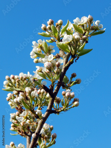 Close-up photograph of white blossom of a dwarf variety pear tree (Pyrus communis 'Beth') against a cloudless blue sky in Spring