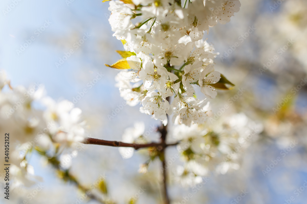 White blooms on a cherry tree in a spring garden White blooms on a cherry tree in a spring garden