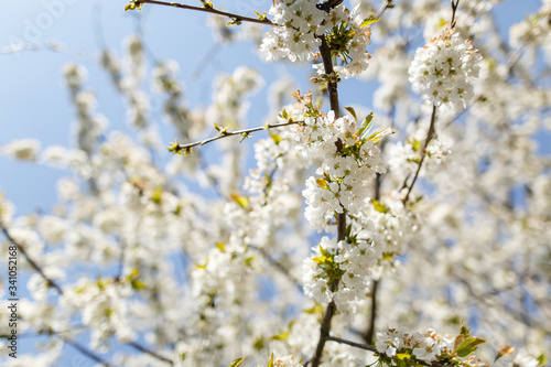 White blooms on a cherry tree in a spring garden