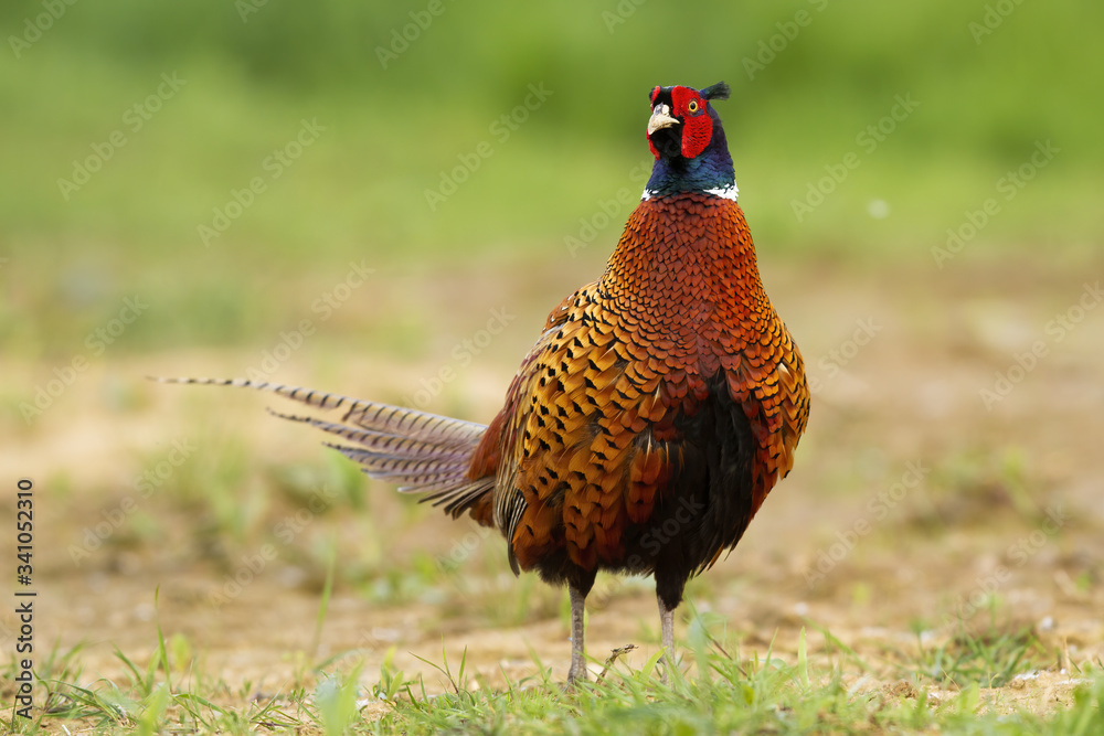 custom made wallpaper toronto digitalColorful male of common pheasant, phasianus colchicus, grazing in the nature. Surprised game bird on the field. Wild animal disturbed during his walk. Ring-necked pheasant feeling threatened.