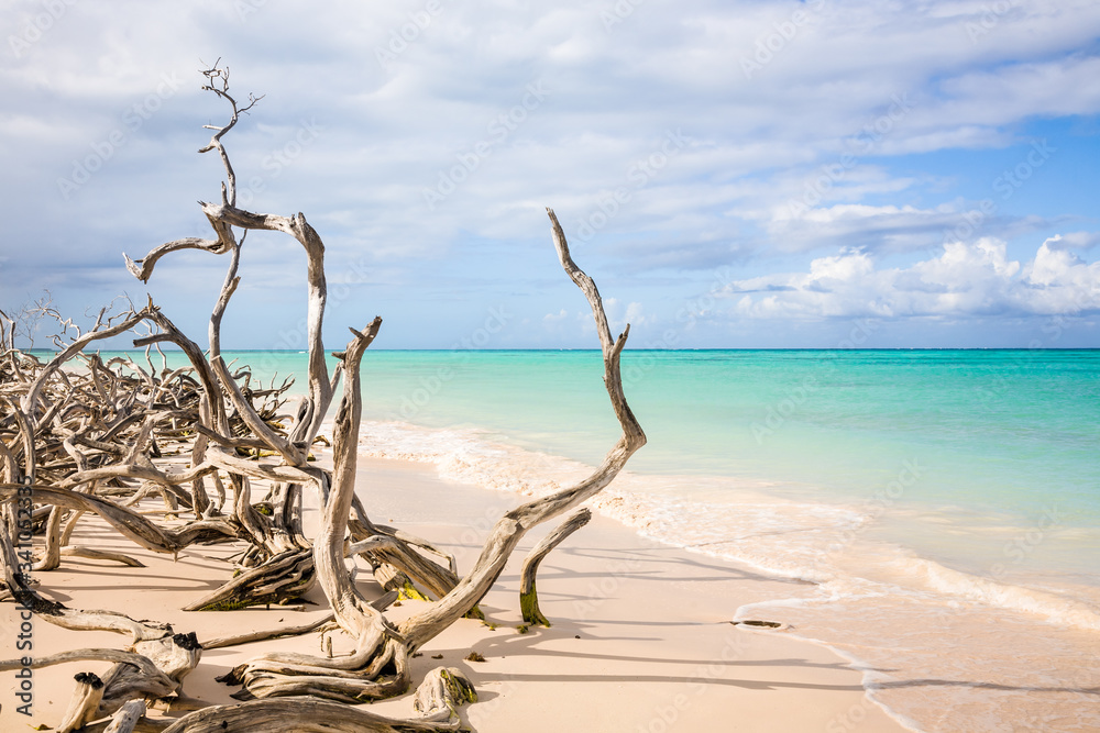 Driftwood on beach, Cuba