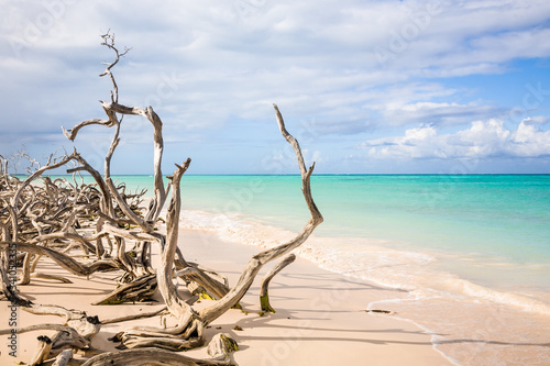 Driftwood on beach, Cuba